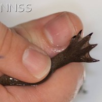 Western Clawed Frog